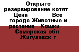 Открыто резервирование котят › Цена ­ 15 000 - Все города Животные и растения » Кошки   . Самарская обл.,Жигулевск г.